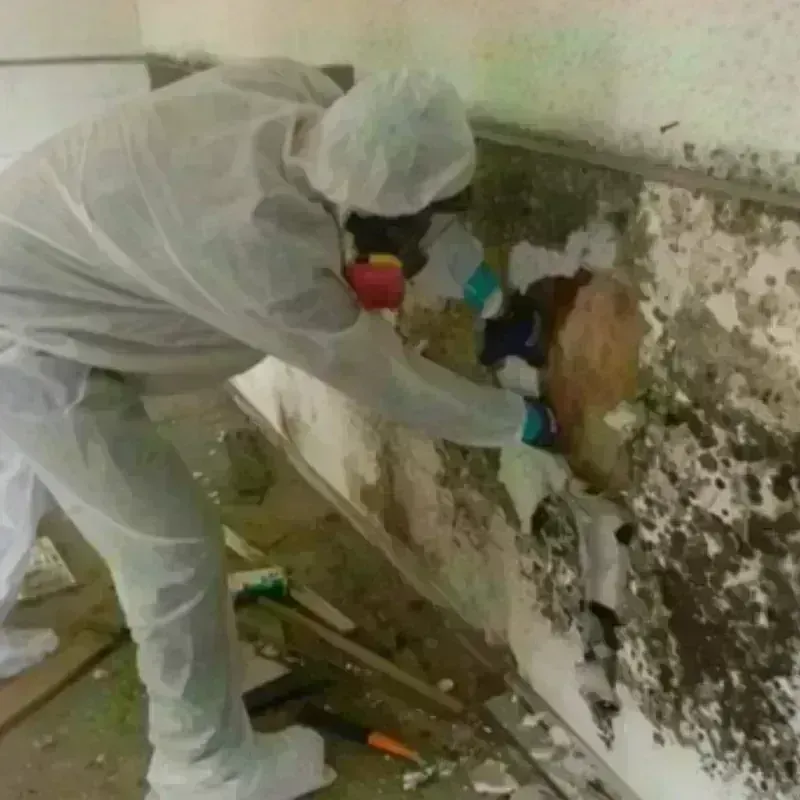 Mold Remediation and Removal in Roanoke, IL